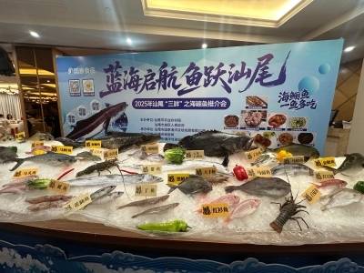 汕尾领“鲜”| 千万美元订单！汕尾海鲡鱼游出国门