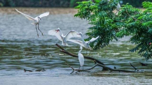 一泓碧水润城区，宝安上榜广东美丽河湖“名单”