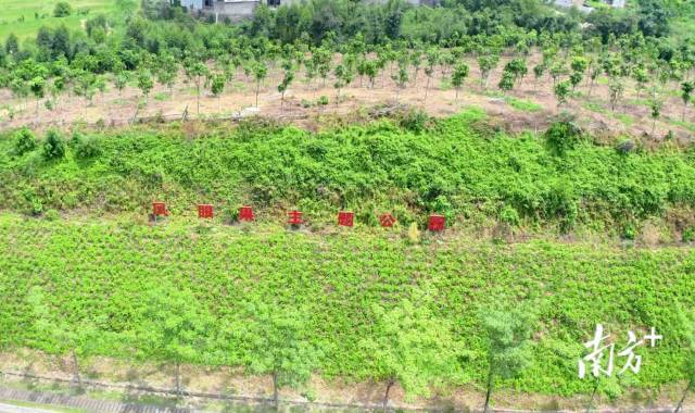 凤眼果主题公园。 熊毅 摄