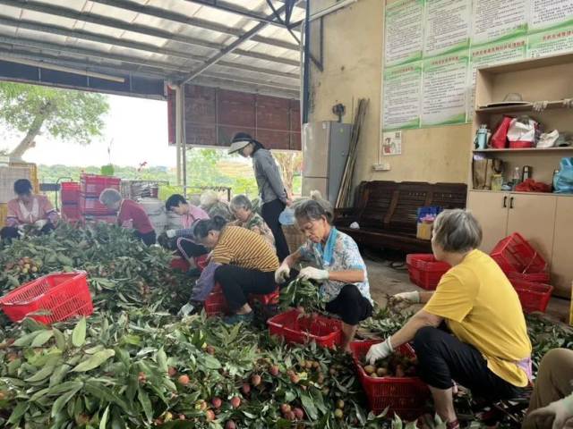 东林果场工人在挑选荔枝。