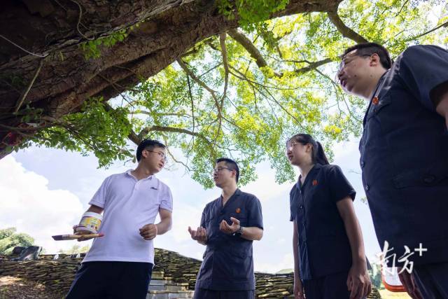 法官和林业部门负责人了解古树保护情况。