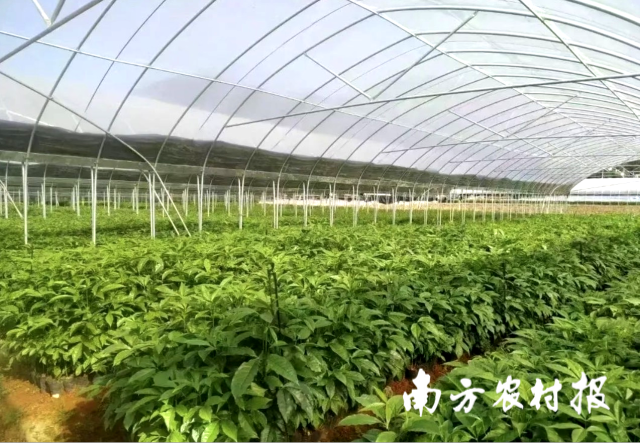 广东银田农业科技有限公司南药种植基地。