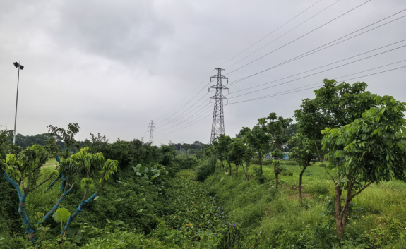 人和镇清河村农田林网防护林建设前后对比。