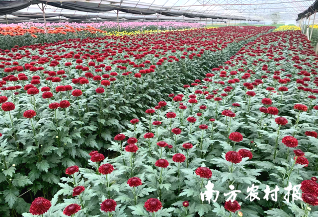 爱丽孚农业有限公司的种植基地。