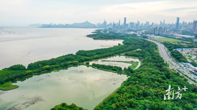 紧挨着城市CBD的福田红树林国家级自然保护区