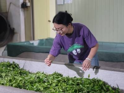 林正欣：振兴鹤山茶，“00后”侨二代闯出茶旅融合路｜百千万·新农人