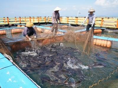 汕尾领“鲜”｜千帆竞发背后的蓝色经济转型