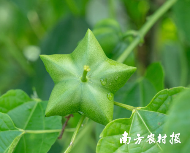 南非约堡发生中国人遭绑架案件，驻南使领馆配合警方开展工作