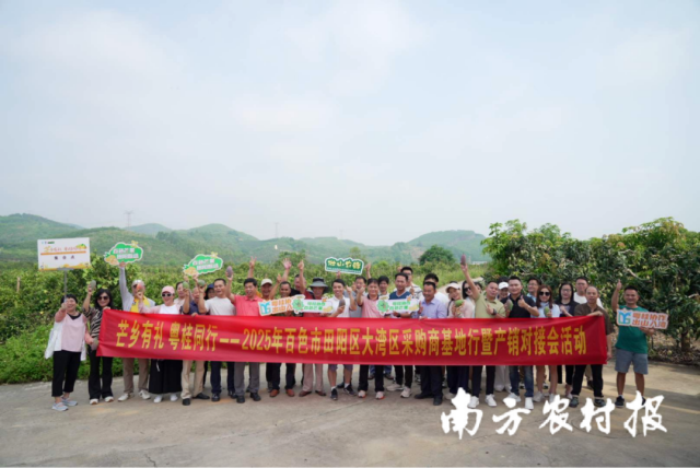 湾区采购商走入田阳芒果种植基地。