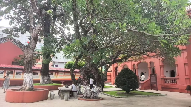 红场内的古鸡蛋花树与红墙相得益彰。(陈建涛 摄) 红场内的古鸡蛋花树与红墙相得益彰。(陈建涛 摄)