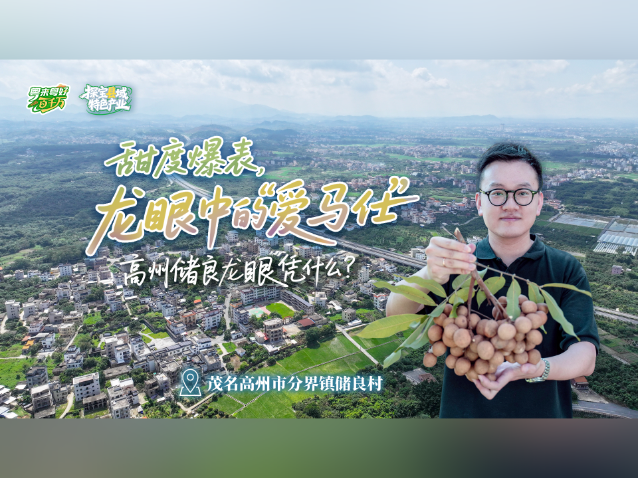 龙眼中的“爱马仕” ,高州储良龙眼有何不同?|粤来粤好百千万