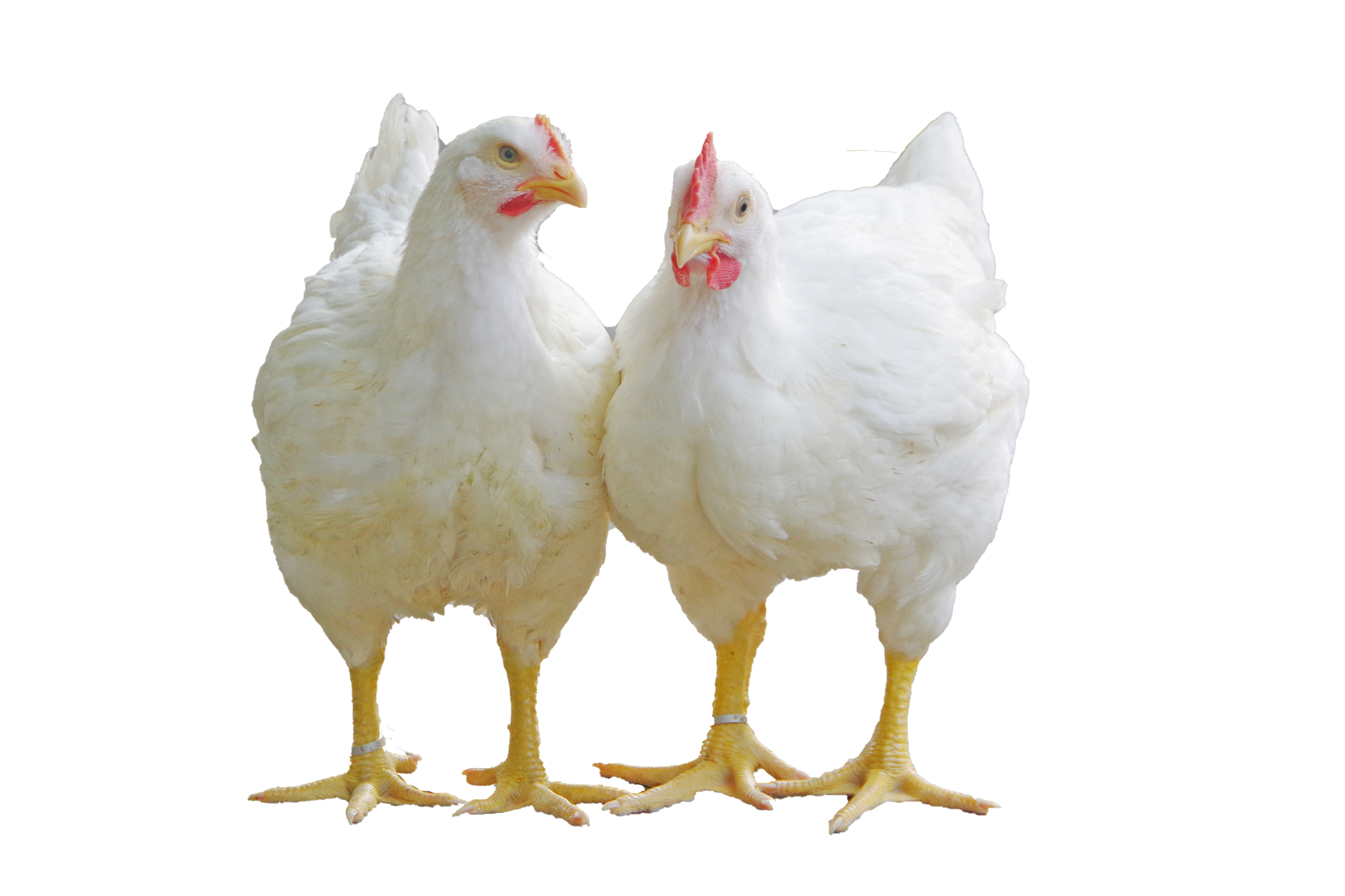 “廣弘3號”小白雞商品代42天齡 “廣弘3號”小白雞商品代42天齡