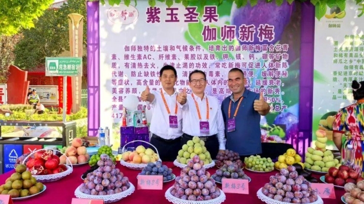 阿力木·伊明：“新梅冠军”背后的科技密码与共富故事