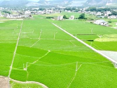 梅州平远：“社村”一子落 产业“满盘活”