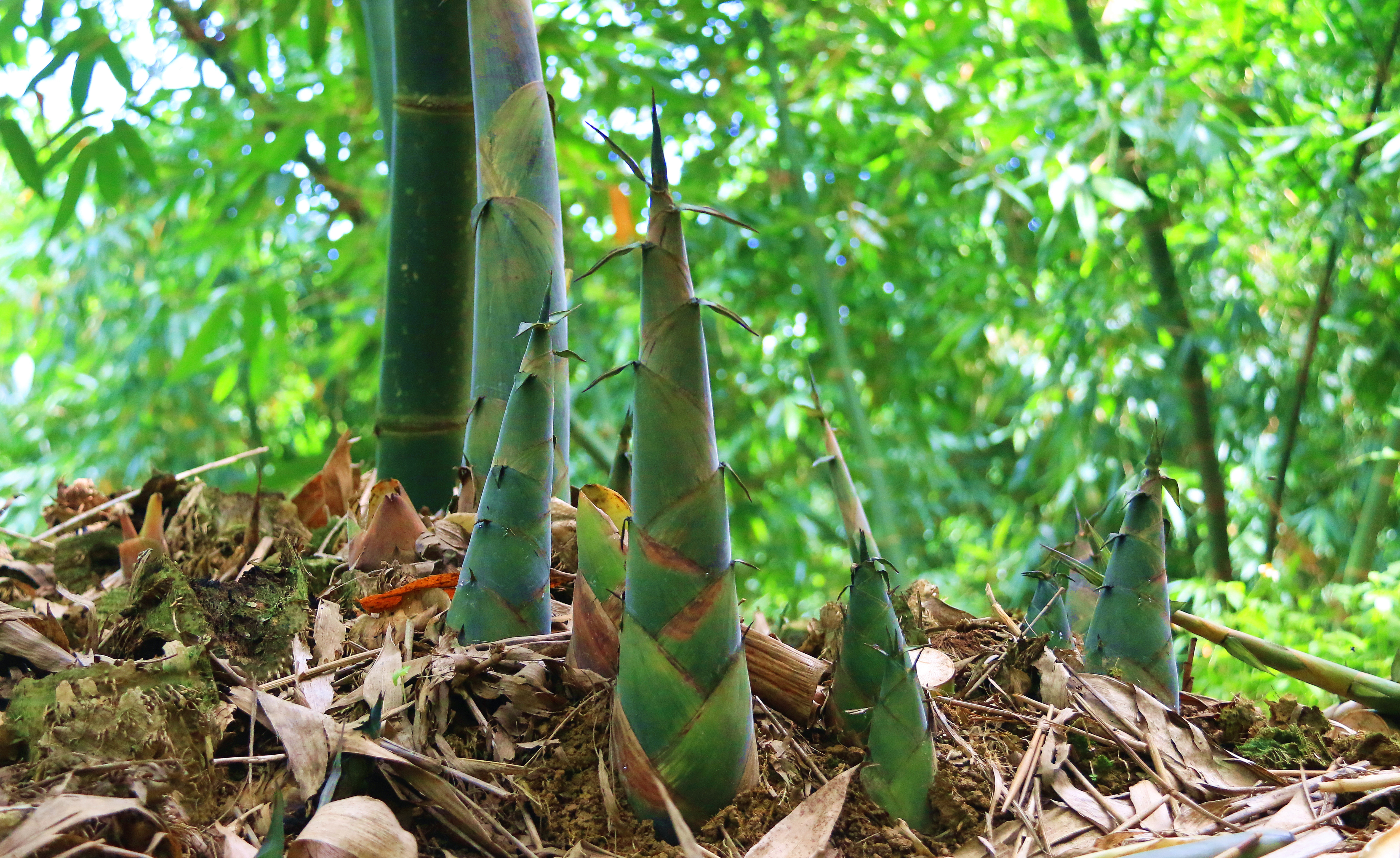 西牛镇享有“中国麻竹笋之乡”美誉，麻竹笋种植面积达20.8万亩，年产鲜笋35万吨。陈咏怀 摄