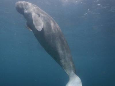 南海永暑礁发现“美人鱼”