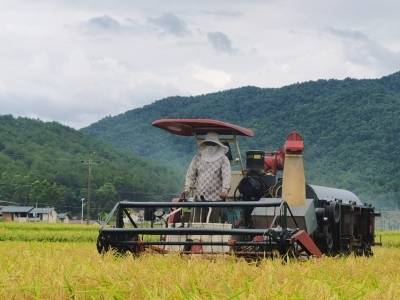 荒地变“聚宝盆”，梅州“烟稻轮作”结出“增收果”