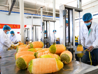 伽师瓜不止鲜食！深加工产品锁住风味、卖向湾区