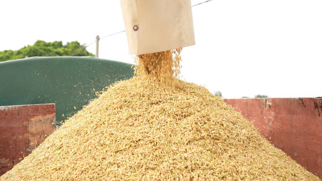 汕尾丝苗米喜迎丰收。