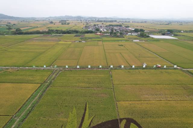 汕尾丝苗米种植基地。