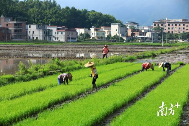 广东肇庆市封开县渔涝镇前进村的农民在移植秧苗。南方+拍客 莫献绪 摄