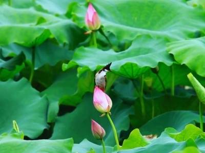 群山叠浪，绿色海洋 | 南方+拍客一周精选