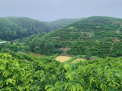 梁泳珊：培育“一盏鹤香”，带富一方乡民｜百千万·新农人