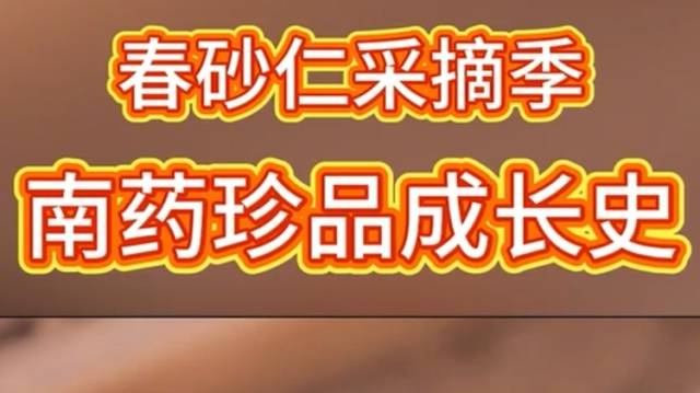 一颗春砂仁的长成