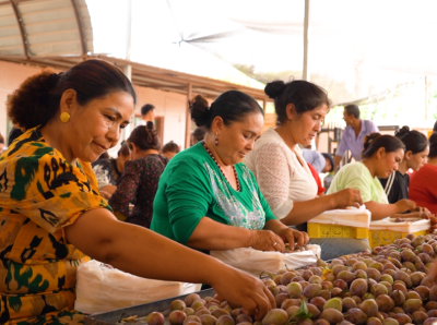 1200斤鲜果、两日售罄！伽师新梅加速“南下”