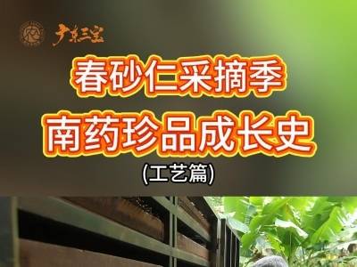 春砂仁采摘季：南药珍品成长史（工艺篇）