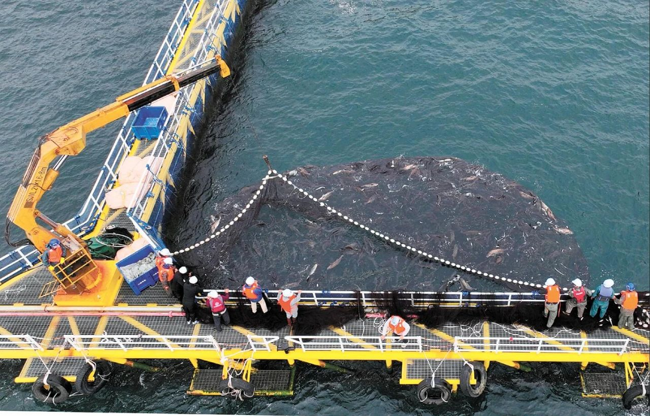 大型深远海养殖工船“湾区伶仃号”在江门新会崖门镇下水。撬动在广东，蓝色社会资本的逐浪活力被充分激发。让“一条鱼”带动“一个产业集群”。深蓝图/江门发布