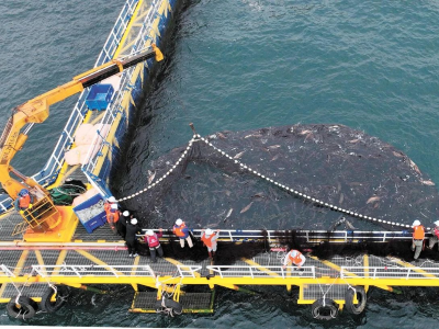 逐浪深蓝！江门以海洋牧场撬动蓝色经济新未来​