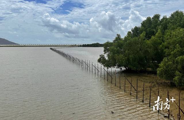 红树林外成功筑起了一道“水上长城”。通讯员供图