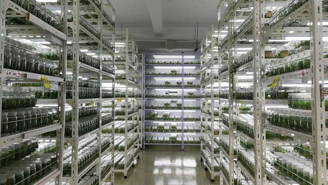 花卉种苗培养室。