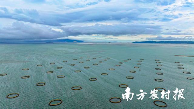 潮州市投放加强型重力式深水网箱发展深水养殖。