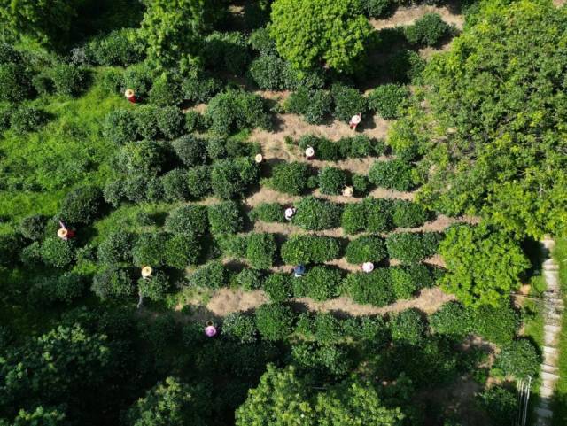 清风雅韵的生态茶园。受访者 供图