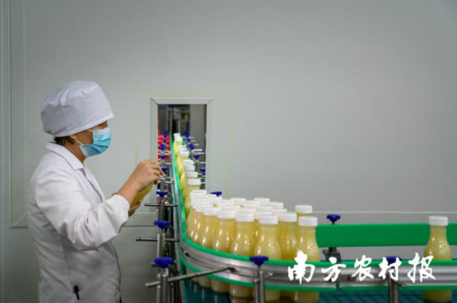 无核黄皮汁生产流水线。