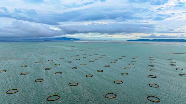 加强型重力式深水网箱