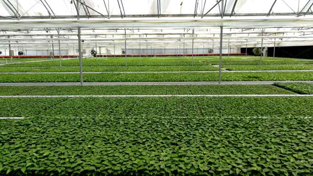 种苗繁育基地。