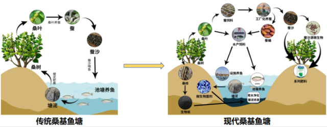 省农科院通过系统性技术研究与实践创新，成功重构现代桑基鱼塘生态循环系统。