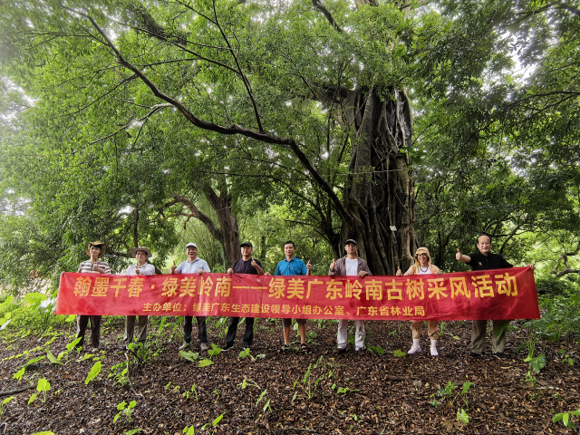 绿美广东岭南古树采风活动走进汕尾。