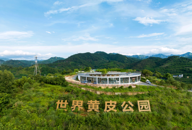 世界黄皮公园。资料图