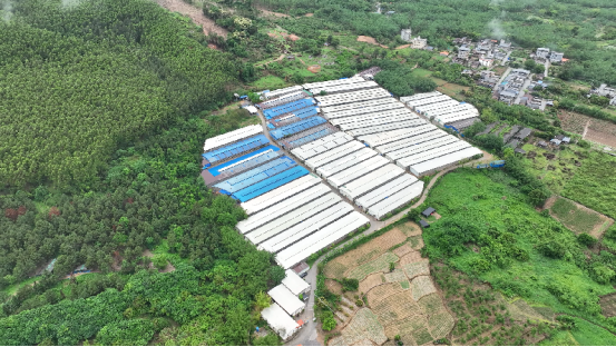 英德肉鸽养殖厂，每6只广东鸽就有一只来自英德