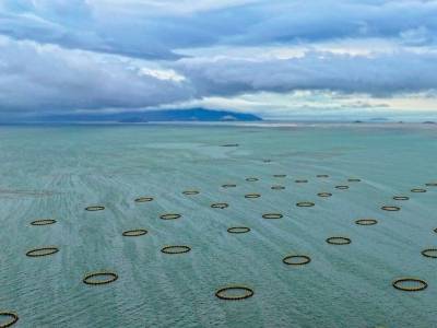 潮州饶平：“潮”向深蓝，让“饶平鱼”游向世界餐桌