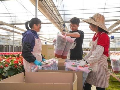 广州花卉：“美丽产业”织就“美丽经济”