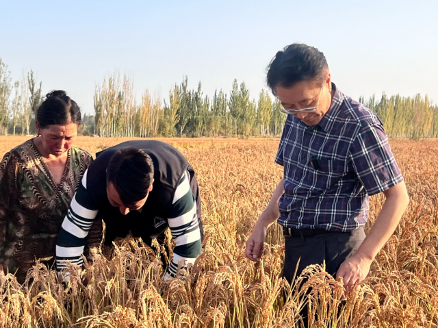 中农海稻的喀什耐盐碱水稻基地。