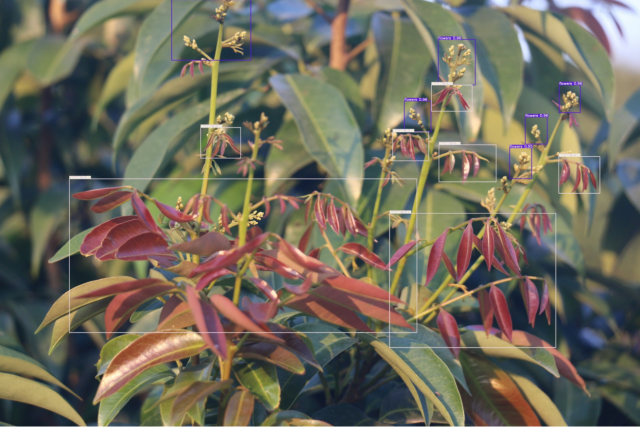 AI通过无人机拍摄的图像识别荔枝树的状态并给予最佳的种植农事措施。