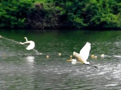 为什么说，绿色是阳江最美的底色？|三年初见成效·阳江争做典型③