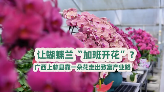 Vlog：一朵花带动大产业，广西上林县蝴蝶兰“加班开花”？