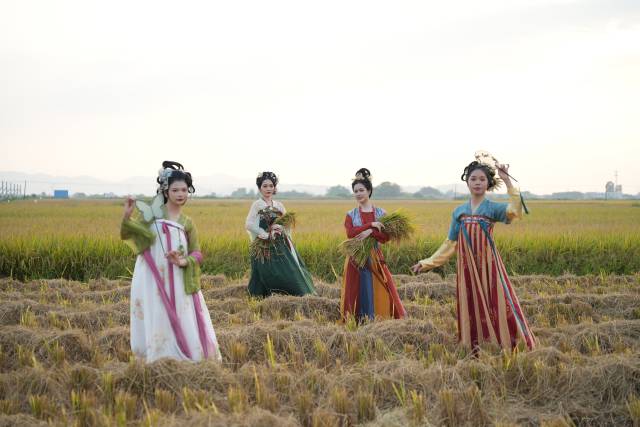 汕尾丝苗米汉服大片。